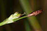 Longstalk sedge